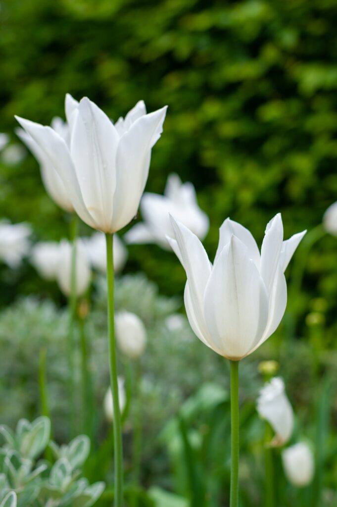 Bílé tulipány v zahradě