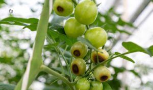 rajče - chybějící vápník