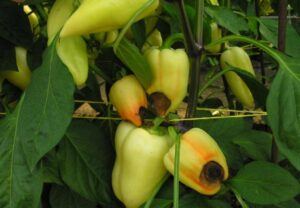 paprika - chybějící vápník