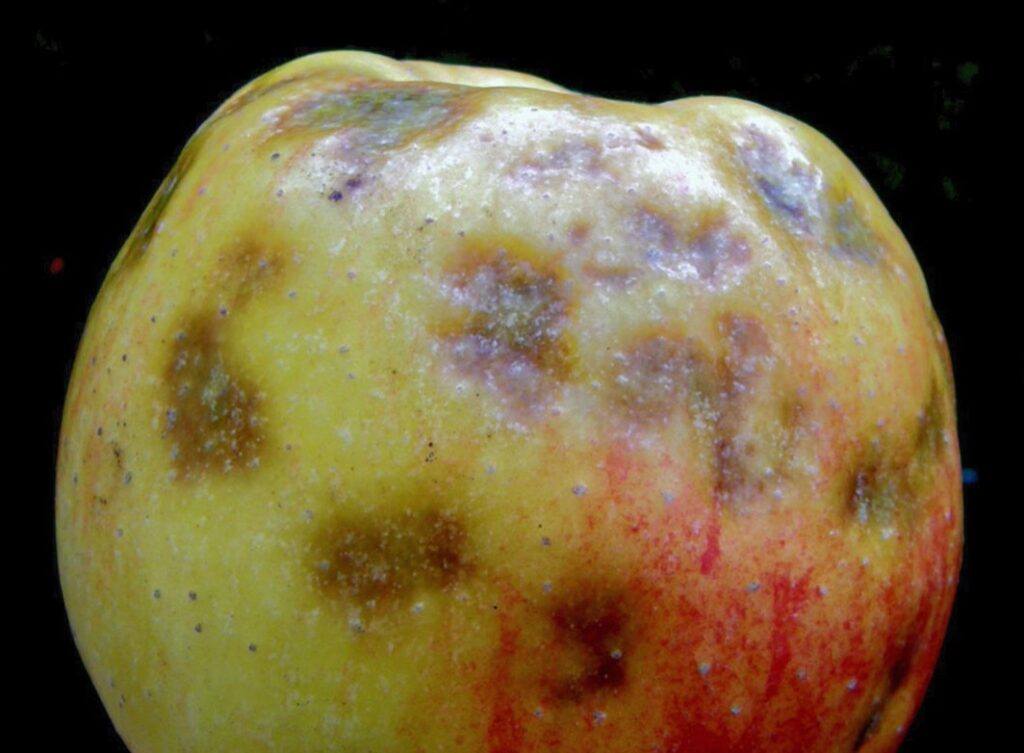 hořká skvrnitot jablek díky chybějícímu vápníku