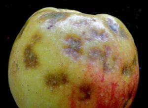 hořká skvrnitot jablek díky chybějícímu vápníku