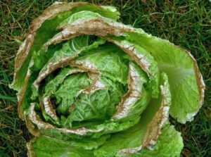 pekingské zelí kterému chybí vápník