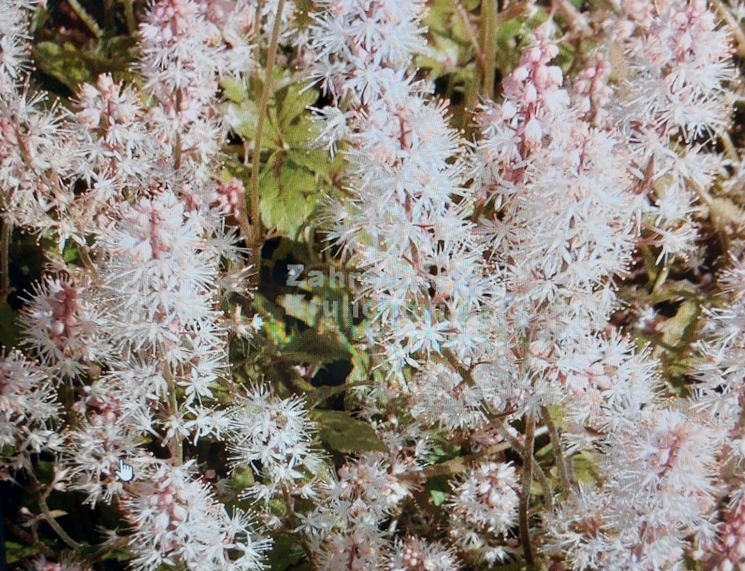 Schaumblüte – Kultivar Appregio