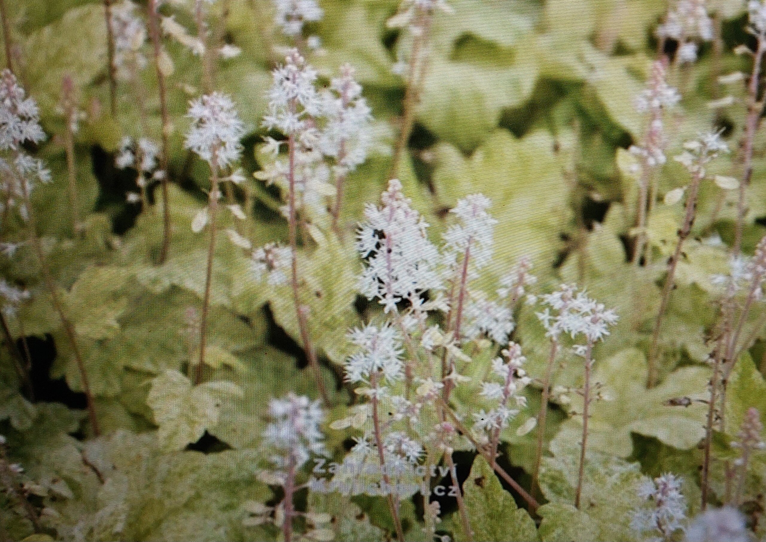 Schaumblüte – Kultivar Herronswood Mist