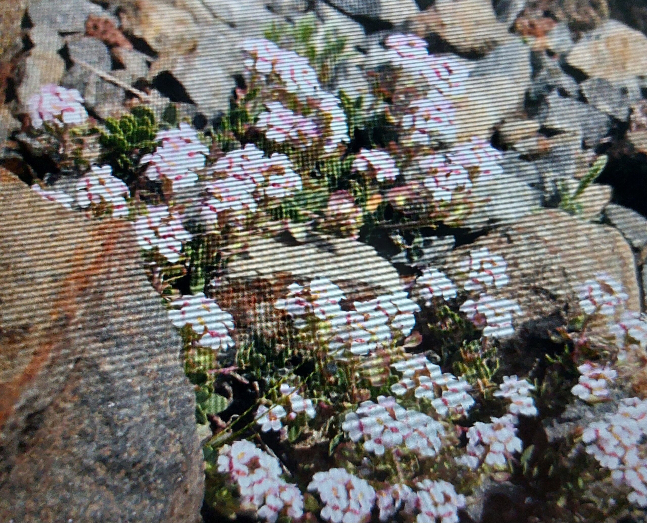 Felsen-Steinschmiemel