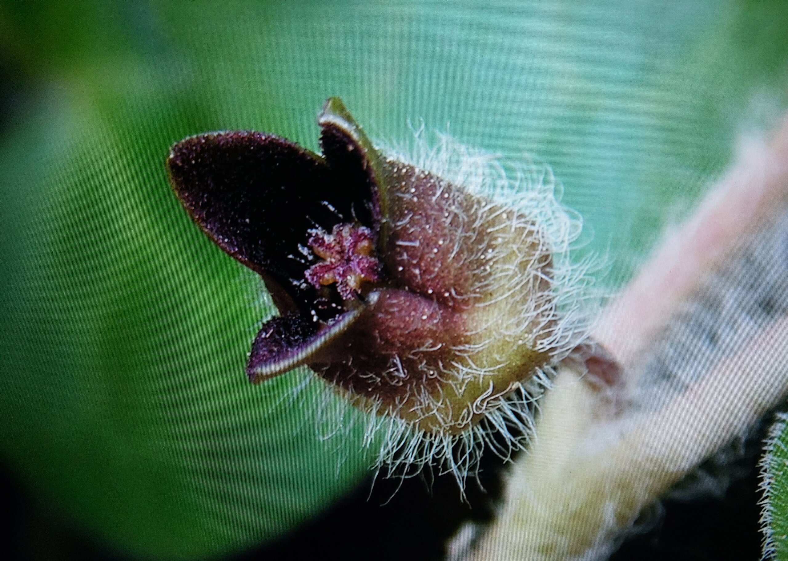 Europäische Haselwurz Blüte