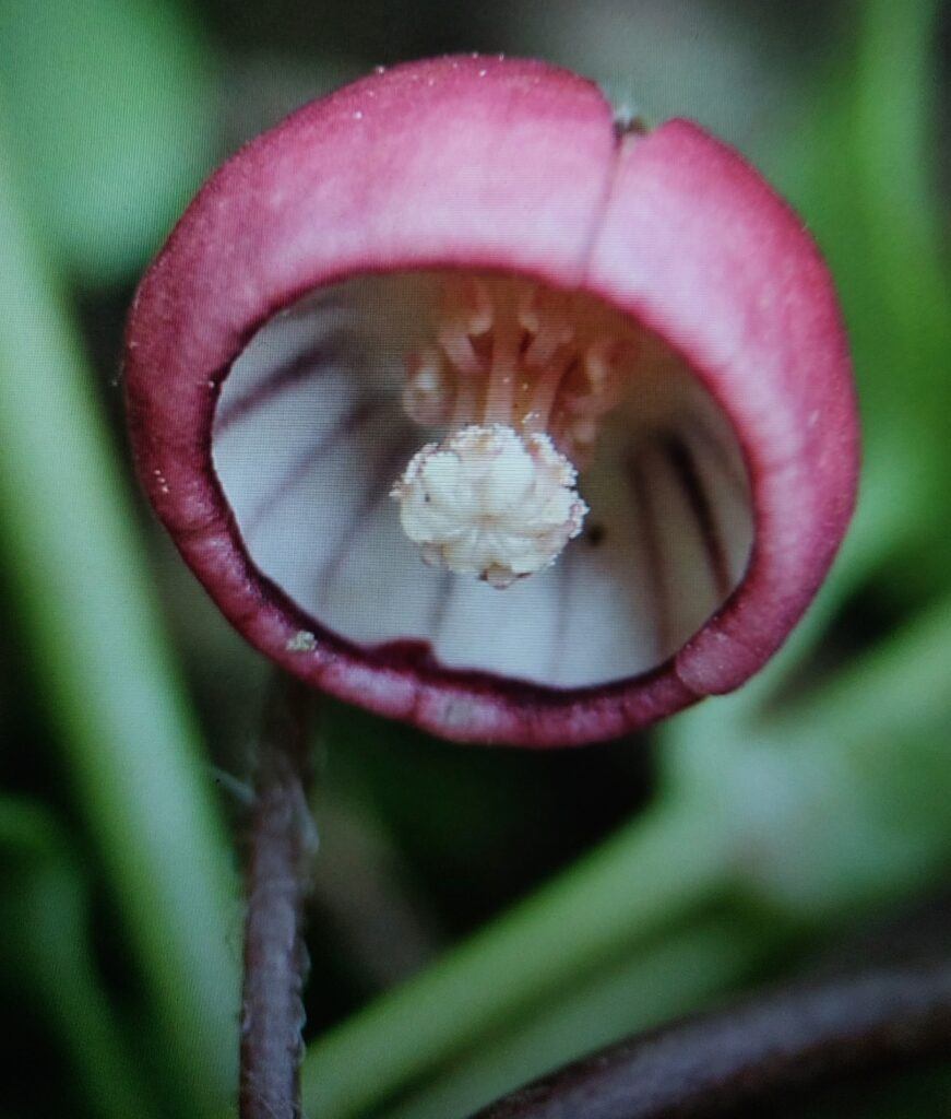 Kopytník Asarum caulescens - květ