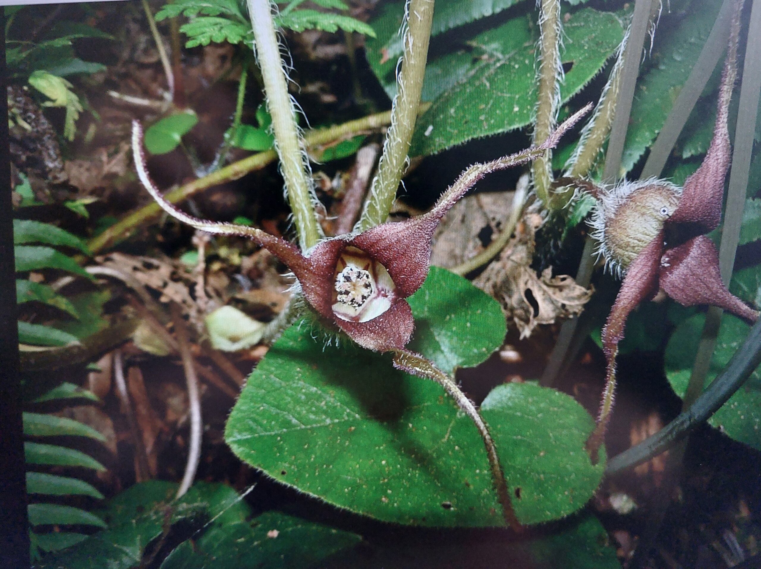 Haselwurz Asarum caudatum