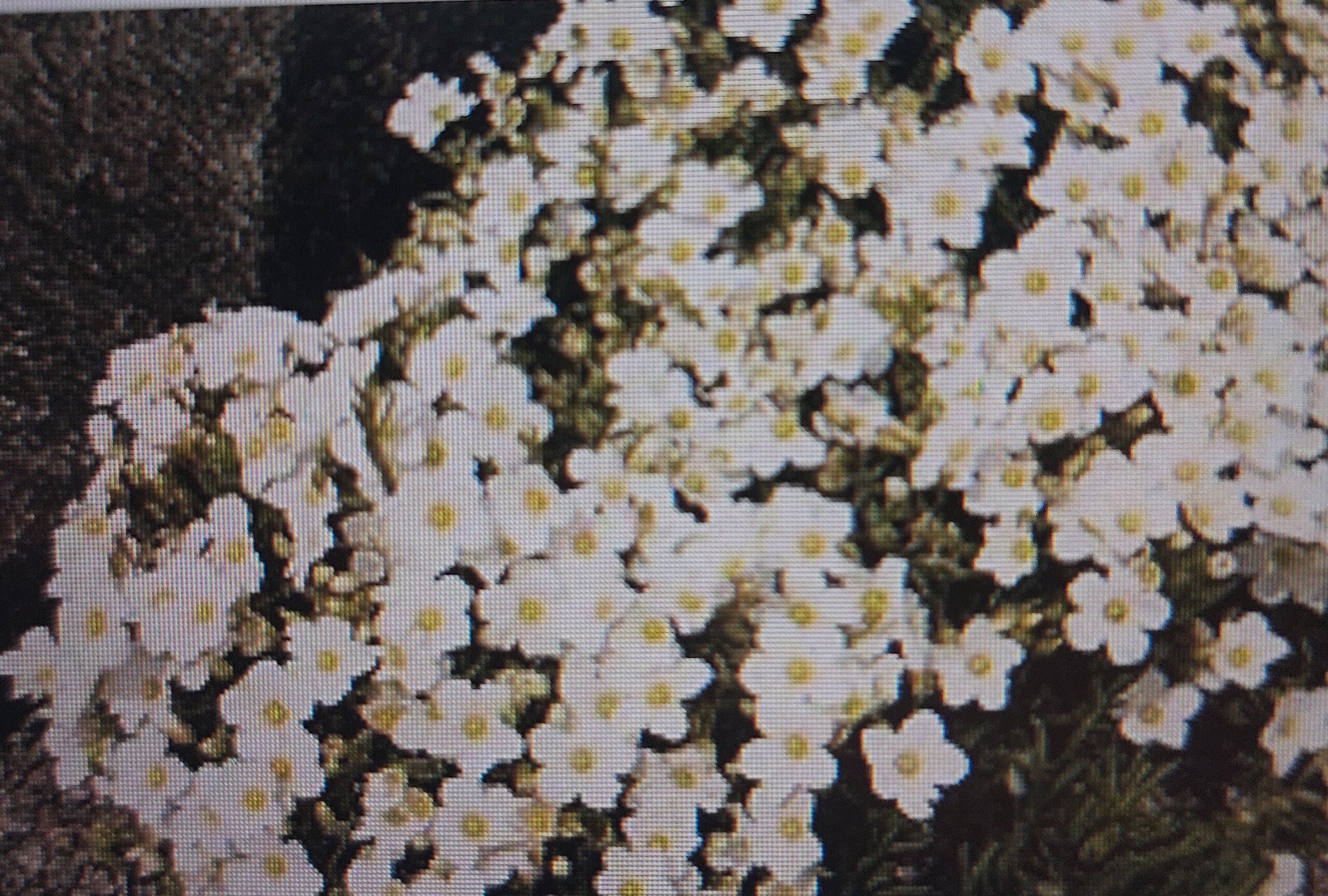Písečnice horská (Arenaria montana)