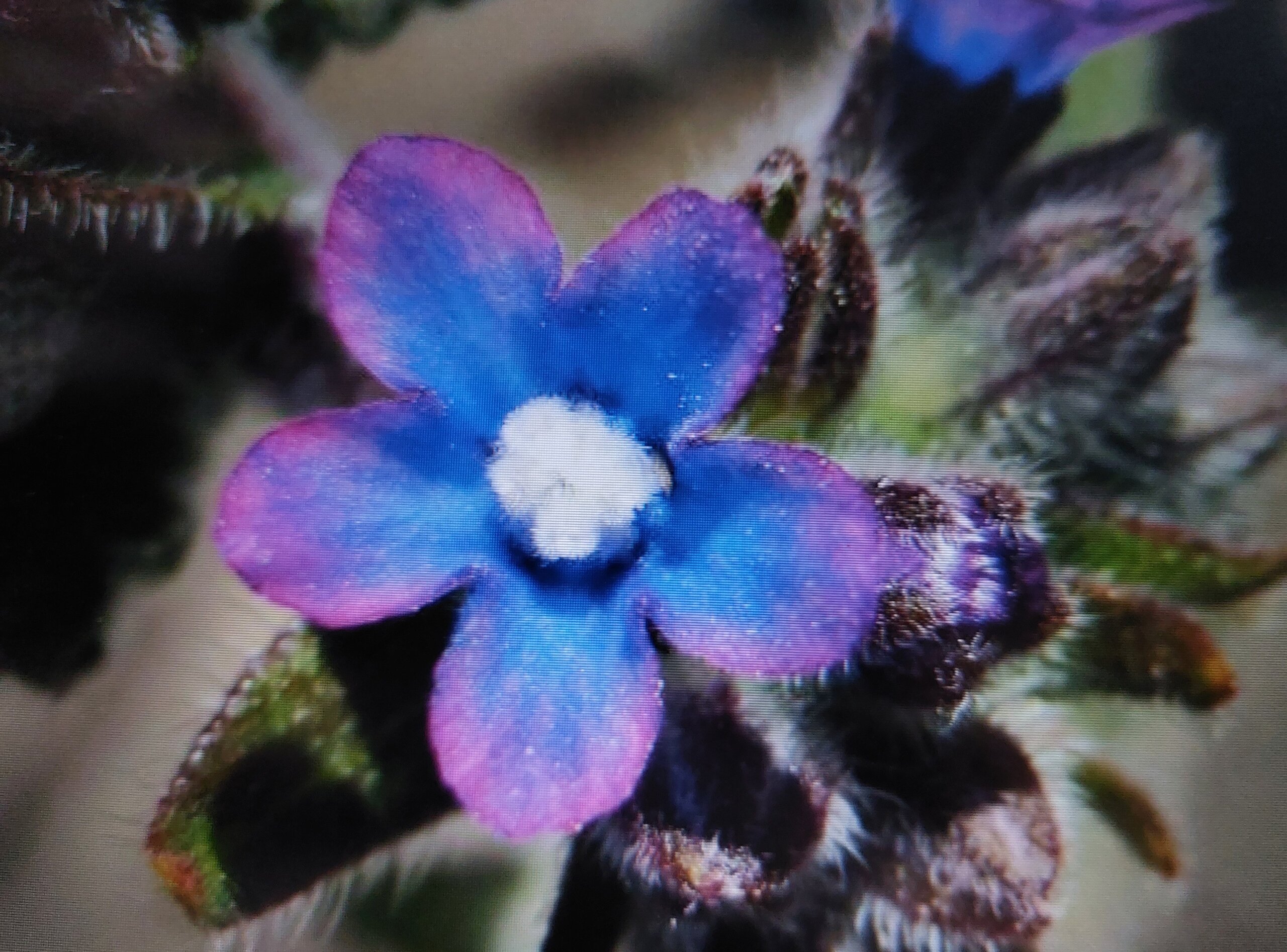 Pilát kapský (Anchusa capensis)