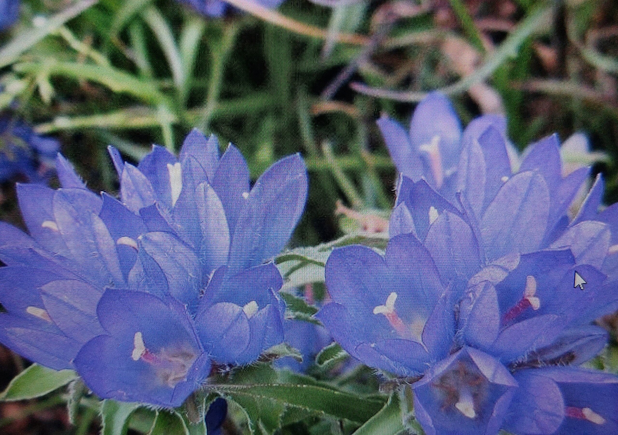 Modroušek Edraianthus graminifolius