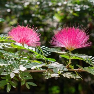 Albízie (Albizia julibrissin)