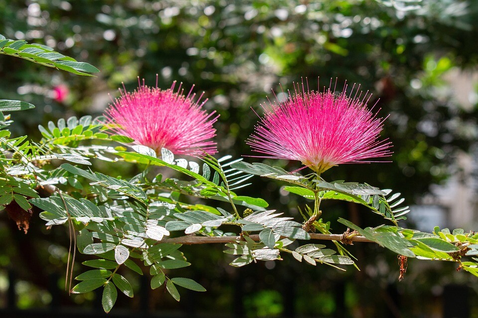 Albízie 730 Albízie (Albizia julibrissin)