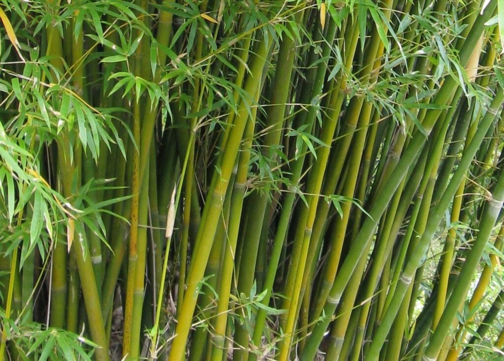 Bambus (Bambusa glaucescens)