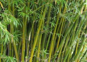 Bambus (Bambusa glaucescens)