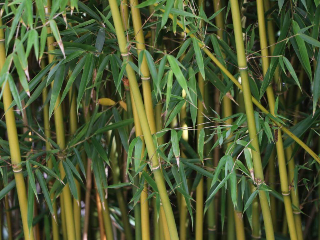 Bambus fargesia rufa