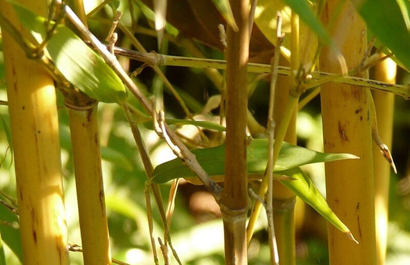 Bambusa glaucescens ‘Golden Goddess’