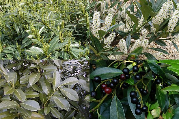 Bobkovišeň 1 Bobkovišeň (Prunus laurocerasus)