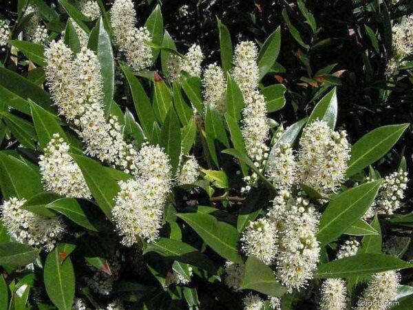 Vavrínovec lekársky (Prunus laurocerasus) s tmavozelenými lesklými listami a bielym súkvetím