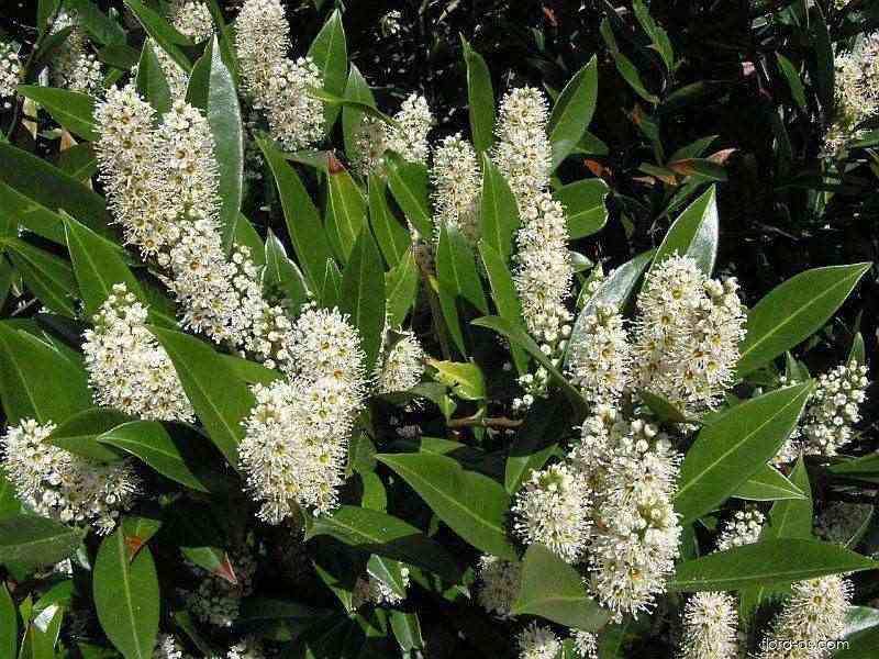 Bobkovišeň lékařská (Prunus laurocerasus)