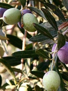 Olivovník evropský Chalkidiki - olea europeana Chalkidiki