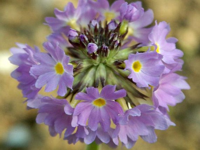 Prvosenka zoubkatá (Primula denticulata)