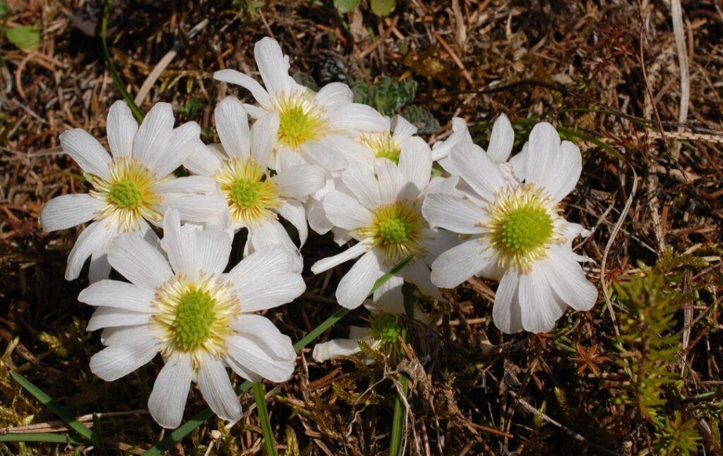 Routevník Callianthemum anemonoides - alpský endemit
