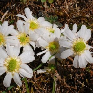Routevník Callianthemum anemonoides - alpský endemit