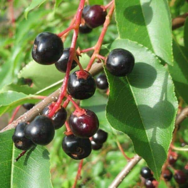 Čremcha neskorá (Prunus serotina) s lesklými listami a tmavými zrelými plodmi