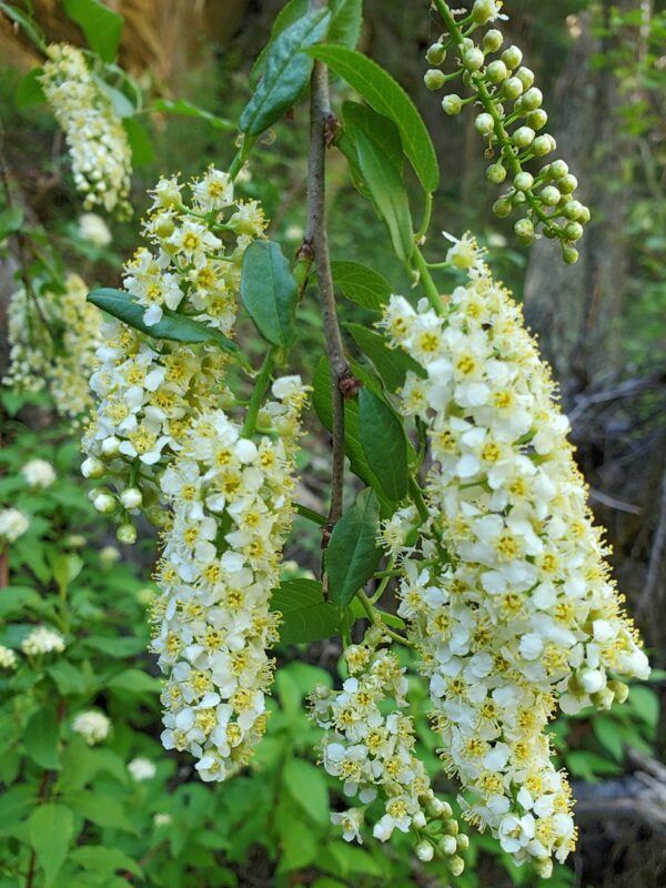 Čremcha virgínska (Prunus virginiana) s predĺženým súkvetím a olistenou vetvou