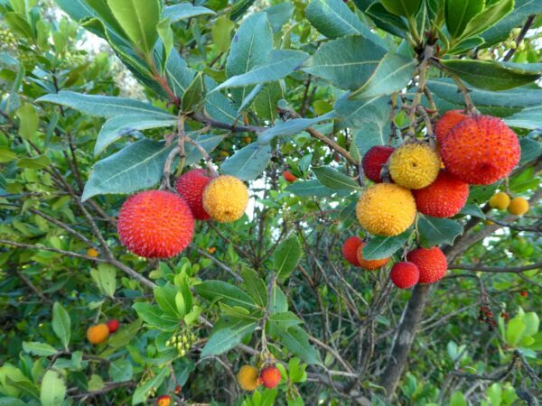 Jahodovec obyčajný (Arbutus unedo) s oranžovočervenými plodmi a tmavozelenými kožovitými listami
