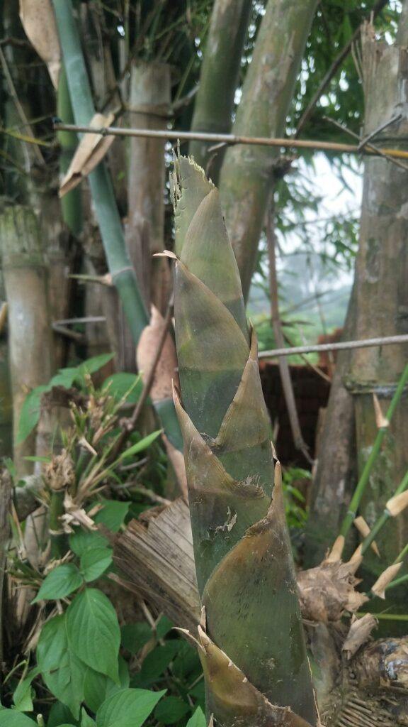 Bambus - Phyllostachys