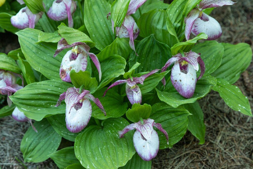 Střevíčník - okrasný hybrid s fialovými květy
