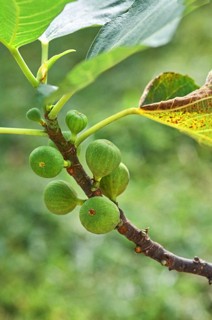 Bunch of the green figs on the twig