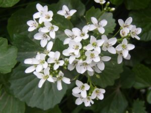 CARDAMINE ASARIFOLIA L. – řeřišnice / žerušnica