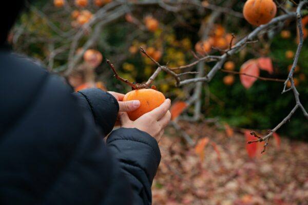 Ruky v zimnej bunde držia odtrhnutý oranžový plod kaki, na bezlistom strome v pozadí visia ďalšie plody