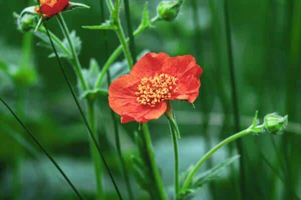Kuklík šarlátový (Geum coccineum) s ohnivo červenými kvetmi v letnej záhrade