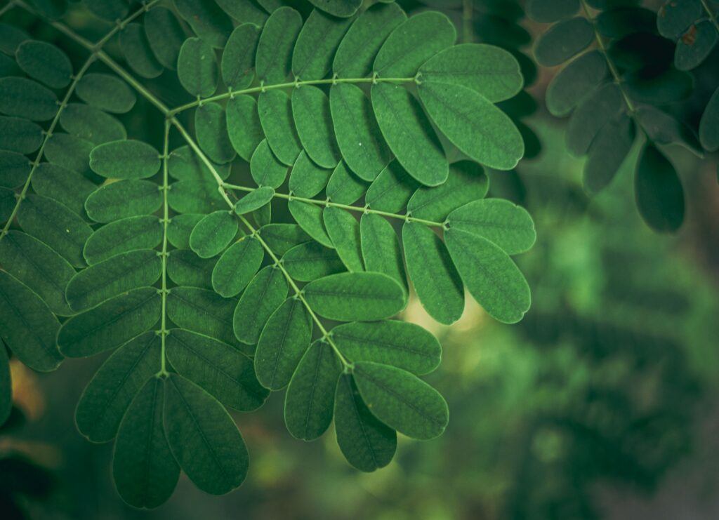 Close-up of a siris (Albizia lebbeck) leaves