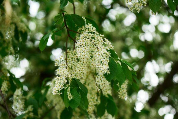 Rozkvitnutá čremcha obyčajná (Prunus padus) s bielymi strapcovitými súkvetiami