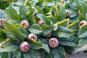 Mišpule (Mespilus germanica)