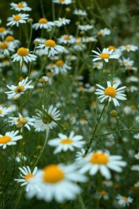 Daisy flower - Bellis Perennis in nature
