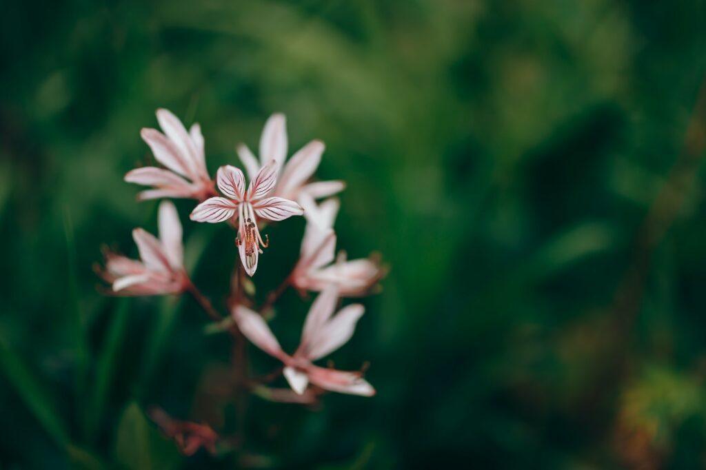 Třemdava bílá (Dictamnus albus) - květy