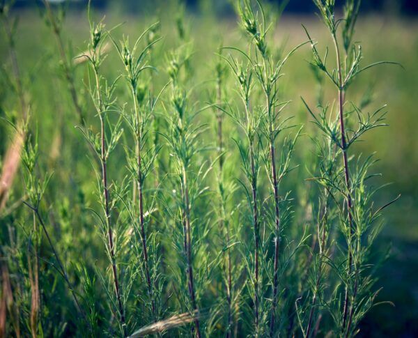 Dichte grüne Stängel des Echten Labkrauts mit schmalen nadelartigen Blättern und noch geschlossenen Knospen vor der Blüte