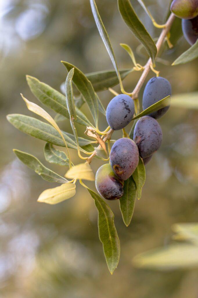Olivovník s olivami
