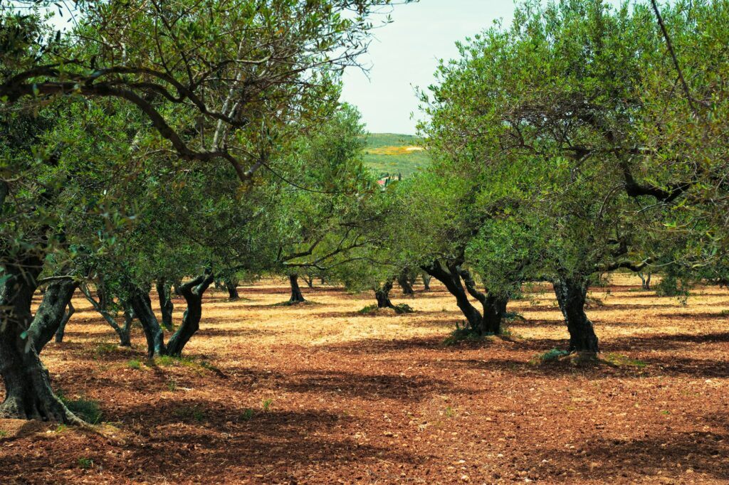 Olivovníky sad