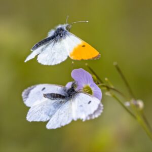 Řeřišnice trojlistá láká motýly