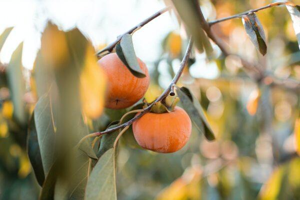 Ebenovník rajčiakový (Diospyros kaki) s dozrievajúcimi oranžovými plodmi na strome