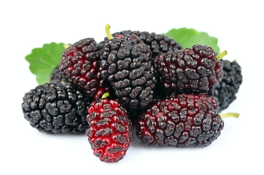 Sweet mulberry
