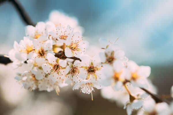 Detail bielych kvetov z rodu Prunus s tyčinkami a bliznou na jarnej vetve