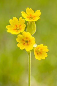 Yellow flowers of cowslip